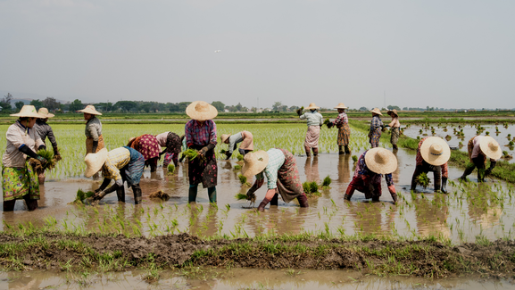Farmers in straw hats in field